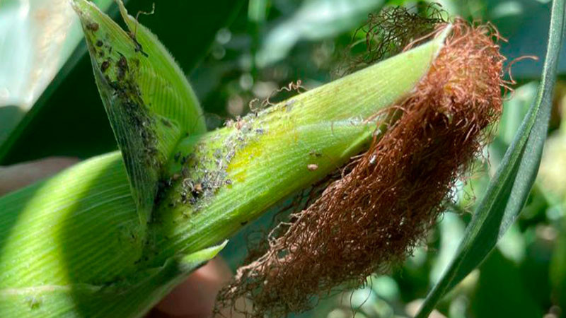 COUC exige apoyo emergente para productores de maíz y trigo ante caída de rendimientos 