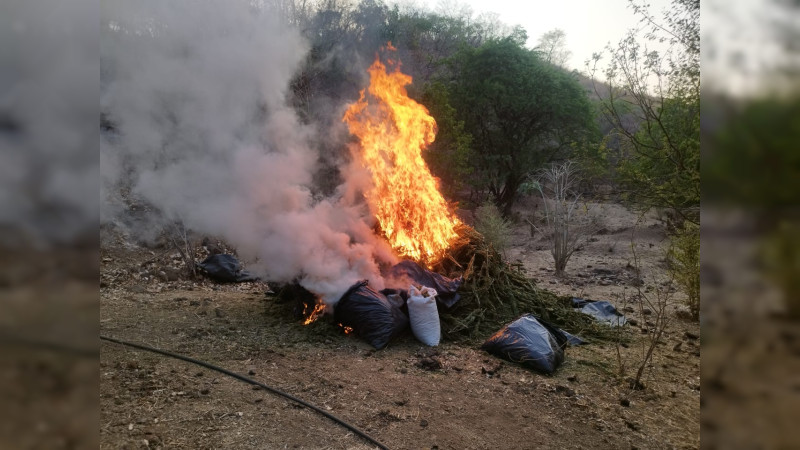 Ejército asegura 100 kilos de sustancia ilegal en Aguililla, Michoacán  
