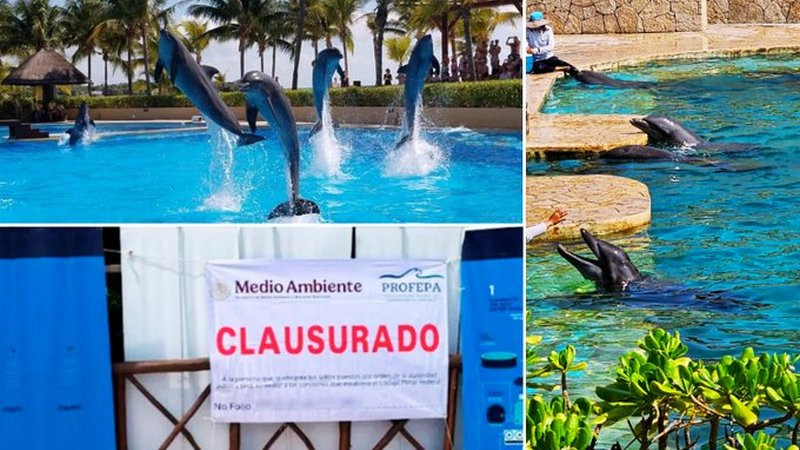 Clausuran delfinario en la Riviera Maya y aplican multa millonaria 