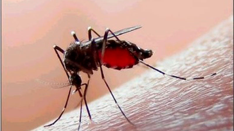 México acumula más de 3 mil casos y 18 defunciones por dengue 