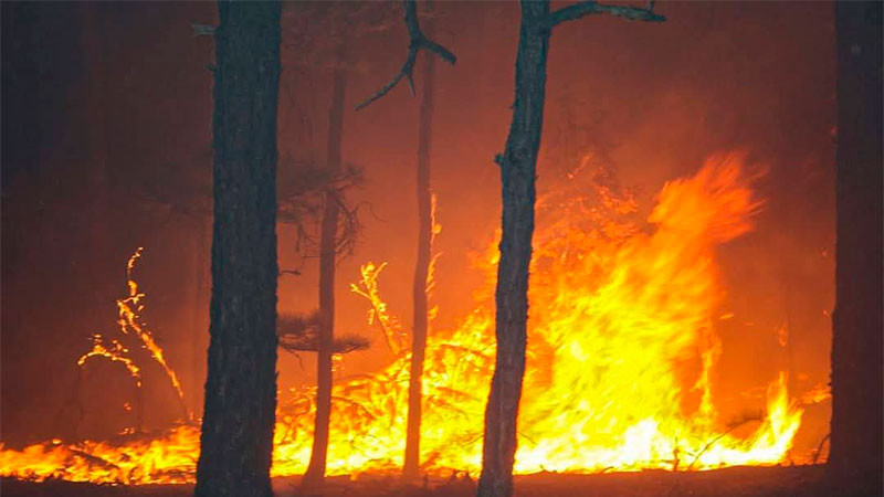 Fallece brigadista mientras combatía incendio en Chihuahua 