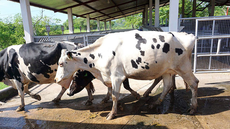 Se desploma más de 50% exportación de ganado vacuno en primer trimestre 
