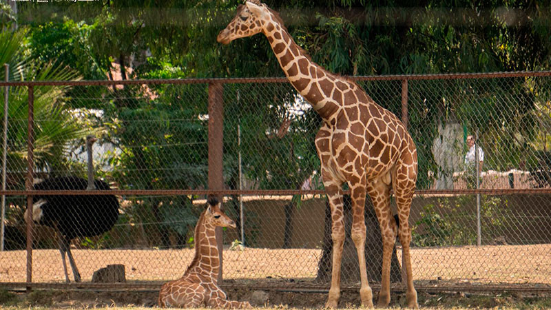 ¡Se llama Kawi! La jirafa bebé del Zoológico de Morelia 