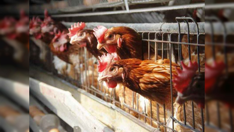 México suspende importación de productos avícolas de Brasil por brote aviar 