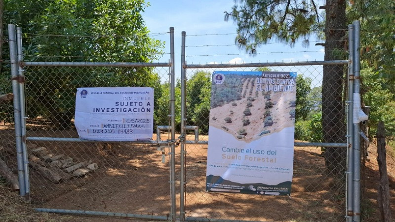 Aseguran predio talado clandestinamente para cultivo ilegal de aguacate en Acuitzio, Michoacán 