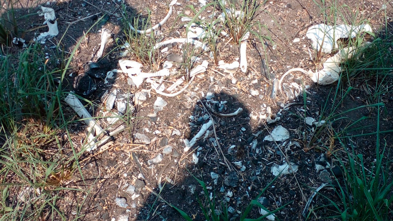 Colectivo localiza supuesto campo de extermino en Tamaulipas 