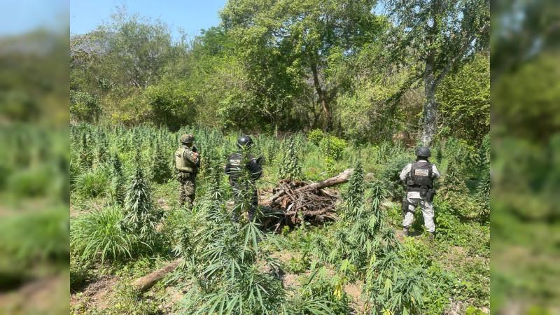 Destruyen plantío ilegal en Coahuayana, Michoacán; Aseguran 450 plantas y 50 kilos 