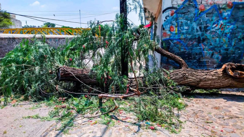 Lluvias dejan al menos ocho árboles derribados y afectaciones en suministro de energía en Querétaro capital