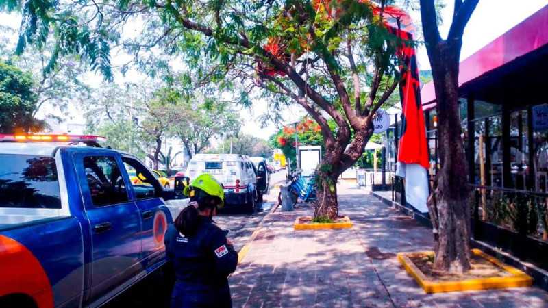 Lluvias dejan al menos ocho árboles derribados y afectaciones en suministro de energía en Querétaro capital
