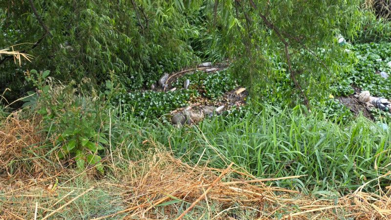 Zamora, Michoacán: En canal de aguas negras hallan cadáver putrefacto 