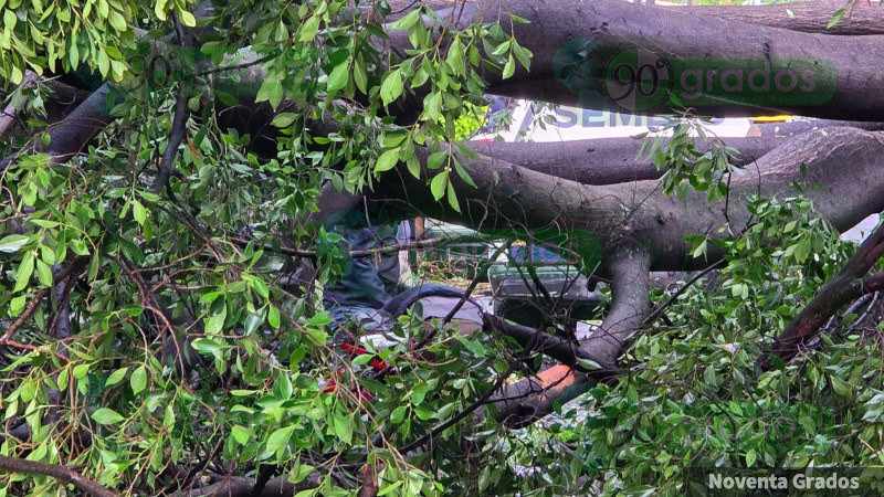 Muere repartidor tras ser aplastado por un árbol en Zamora, Michoacán 