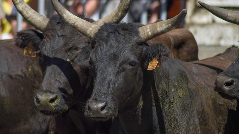Ganaderos prevén extinción del toro de lidia en menos de 2 años por "corridas sin violencia" 