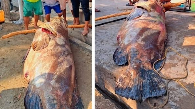 Pescan un mero de 290 kilogramos en costas de Tabasco afectadas por derrame de Pemex 