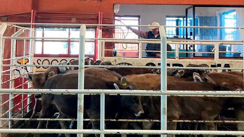 Ganaderos confían en reapertura de frontera tras acuerdo entre México y EEUU 