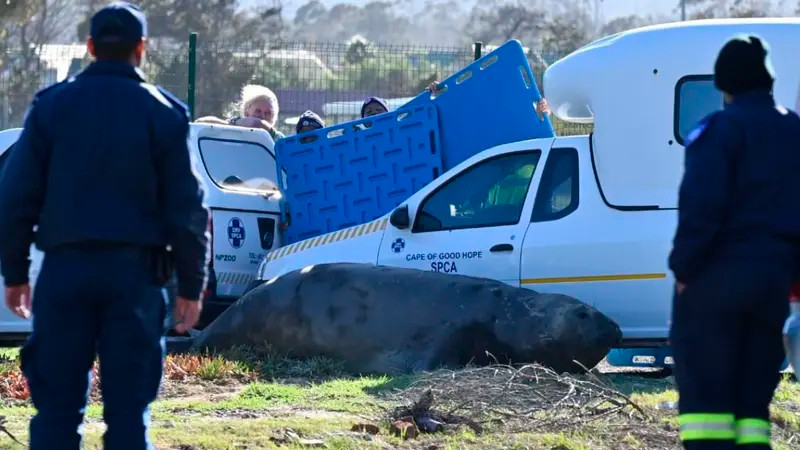 Elefante marino "surca" las calles de un suburbio en Sudáfrica 