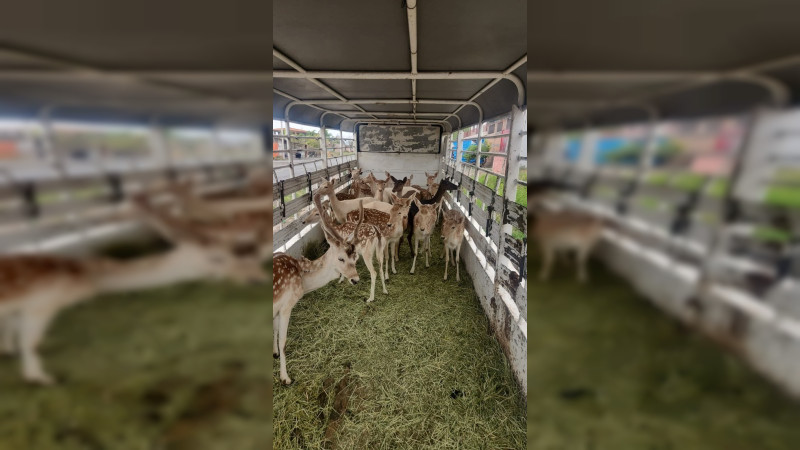 Aseguran 21 venados de procedencia ilícita en Vista Hermosa, Michoacán; hay 3 detenidos