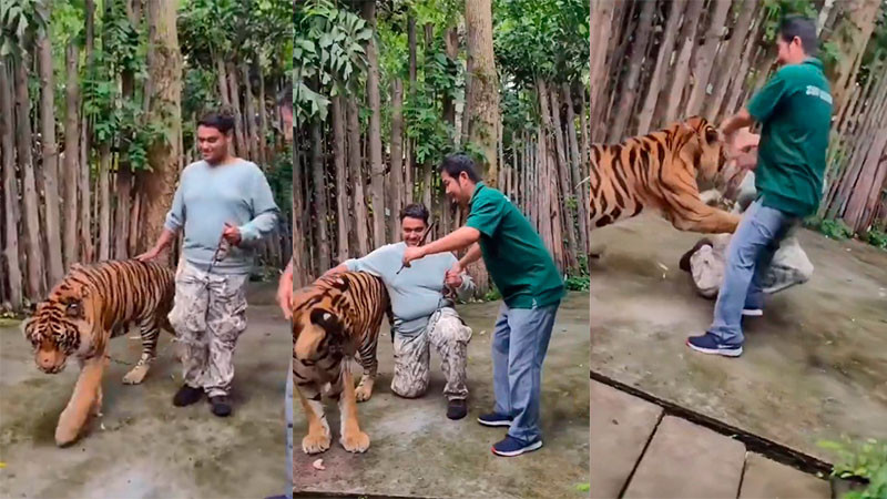 Ataca tigre a turista al intentar tomarse una foto en Tailandia 