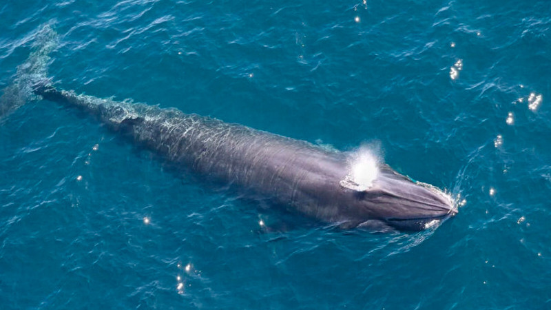 Perú y México capacitan a brigadas de rescate de ballenas 