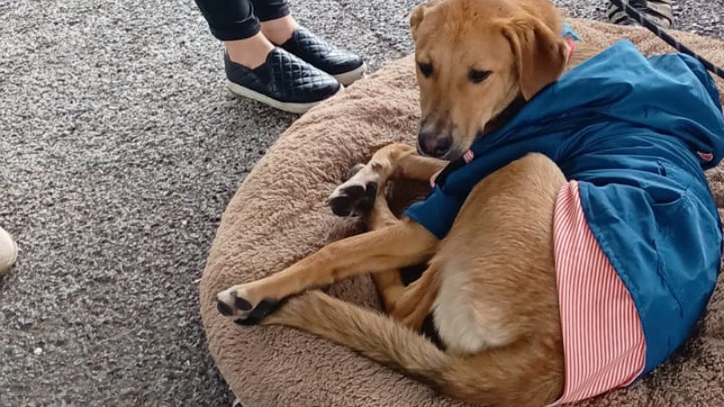 Un hogar por un ladrido: 40 corazones peludos de GHAPAD esperan familia en Morelia 