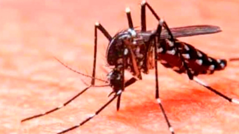 Presentan Plan Nacional contra el Dengue; van 18 muertes en 2025 