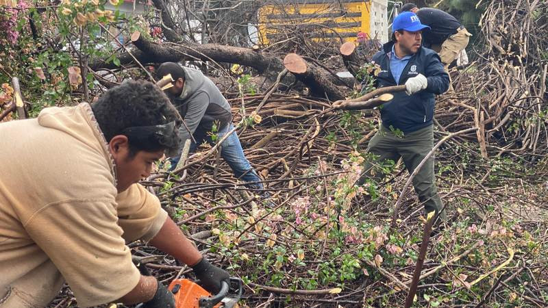 Gobierno de Morelia retira 2 frondosos árboles caídos por las lluvias 