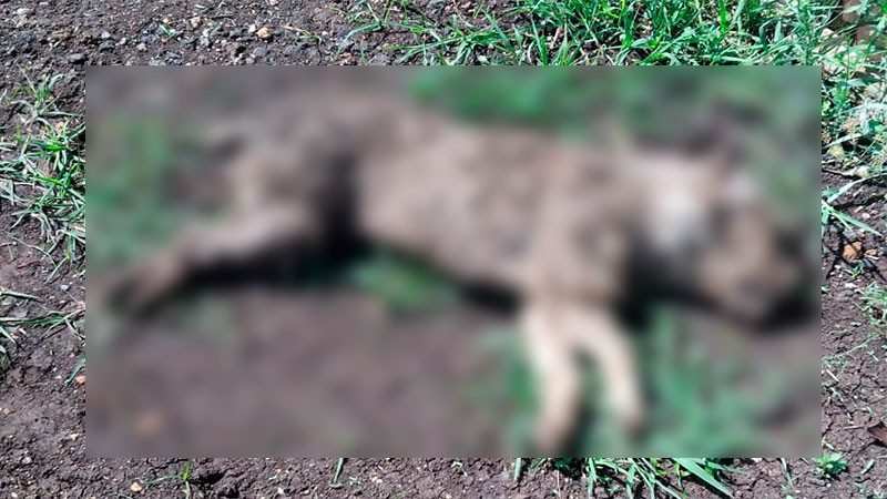 ¡Basta de veneno! Envenenan perros dentro de sus hogares en La Maestranza