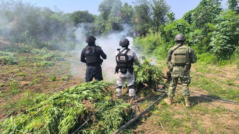 En el mes de mayo la SSP Michoacán ha asegurado más de 470 kg de estupefacientes y dos laboratorios desmantelados 