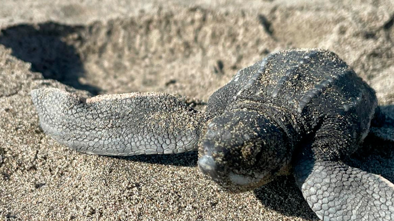 Playas michoacanas ven nacer 5 millones de crías de tortugas marinas: Compesca 