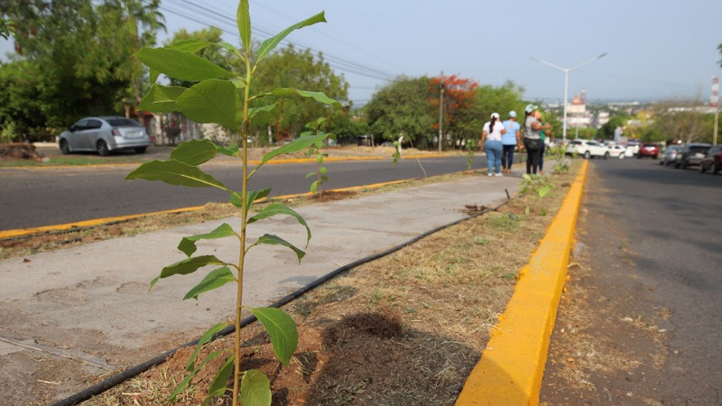 ¡Pequeñas acciones que salvan el planeta! Apatzingán inicia el Mes del Medio Ambiente 