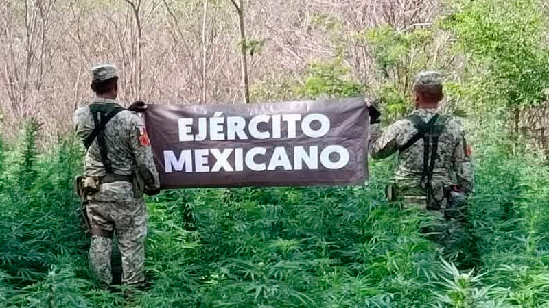 En Arteaga, Michoacán Defensa asegura cuatro plantíos de enervantes 