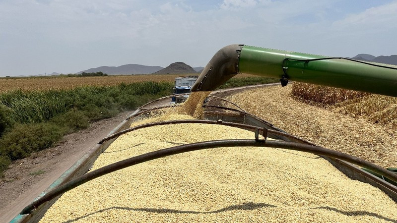 COUC respalda plan nacional de comercialización del maíz; urge se convierta en ley 