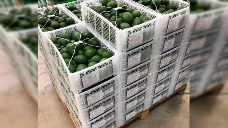 Banda intercepta tráiler con aguacate en la carretera Morelia - Pátzcuaro, en Michoacán: Se llevan la unidad y toneladas de fruta 