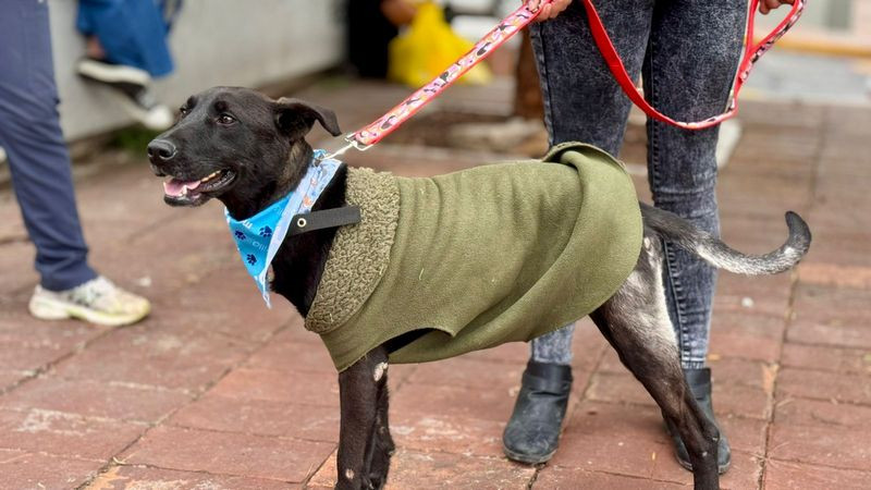Solicita IMPA certificar a peritos para atender casos de maltrato animal  