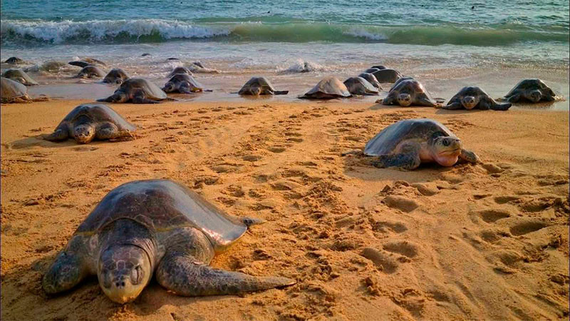 Playas de Michoacán, escenario de migración y nacimiento de tortugas marinas: Sectur 