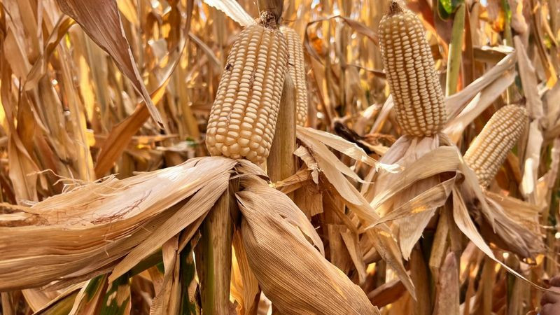 Productores en alerta por crisis en el sector maicero en Sinaloa 