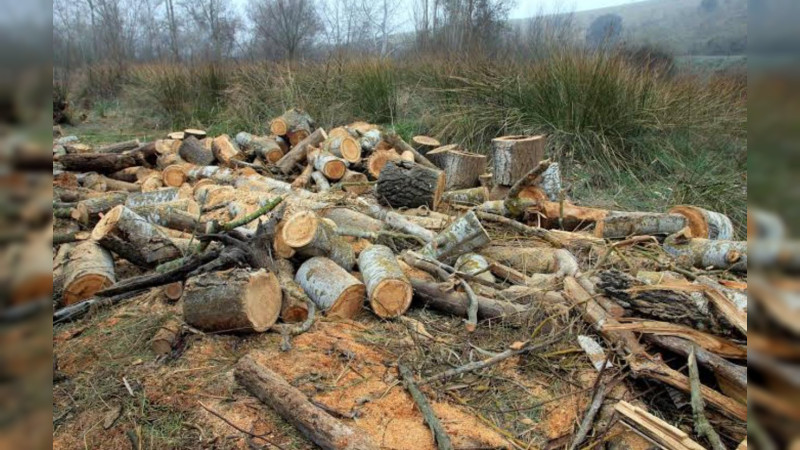 Integra FGR investigación por un delito cometido contra la biodiversidad en Ziracuaretiro 