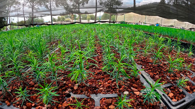 No te quedes sin tus plantas para reforestar, mañana cierra plazo para solicitar: Cofom 