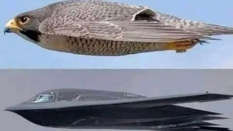 El B-2 Spirit: el avión invisible estadounidense inspirado en el halcón peregrino que atacó Irán 