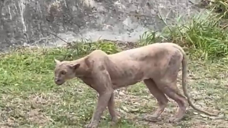 Reportan avistamiento de puma en Monterrey; no lo han localizado 