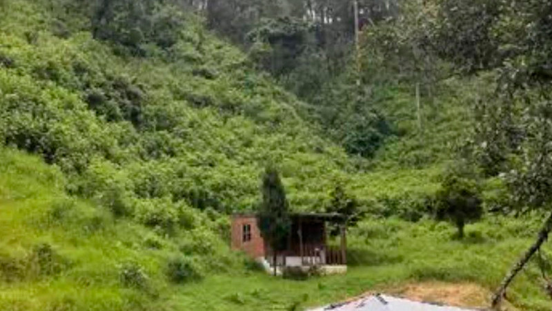 Investiga FGR Michoacán, tala clandestina para sembrar aguacate 