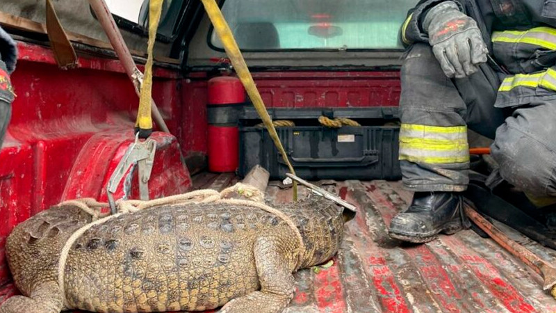 Capturan cocodrilo en Cuautitlán Izcalli 