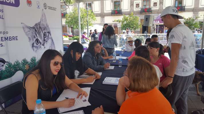 Feria de adopción de perros en la plaza de Armas  