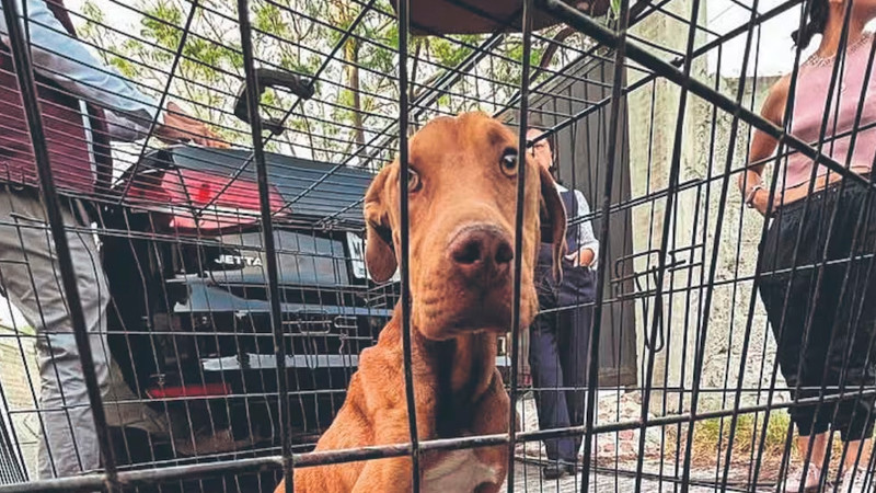 Chiapas endurece castigos contra el maltrato animal 