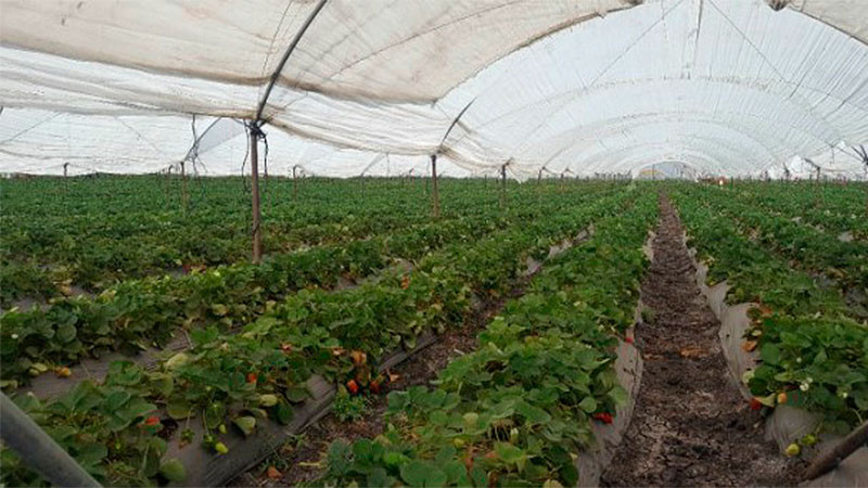 Aumenta el consumo de estupefacientes y la precariedad laboral con la llegada de transnacionales en comunidades de la Cañada 