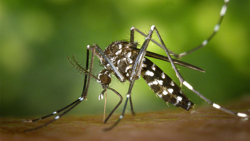 Preocupa a autoridades el aumento de casos por dengue en Hidalgo; suman 37 en la entidad 
