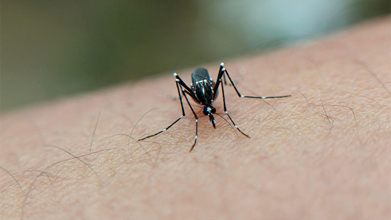 Con 48 casos de dengue, León es el segundo municipio con más contagios de Guanajuato 