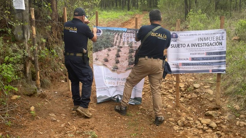 En Salvador Escalante, Michoacán, aseguran predio talado clandestinamente para cultivo ilegal de aguacate 