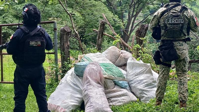 En Tuzantla, Michoacán, aseguran 35 kilos de sustancia ilícita 