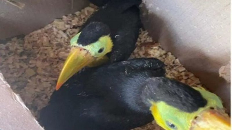 Detienen a dos personas por transportar animales en peligro de extinción en Sinaloa 