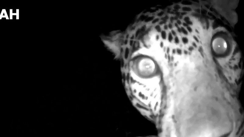 Jaguares son captados en vídeo cerca de la zona arqueológica de Chichén Itzá 
